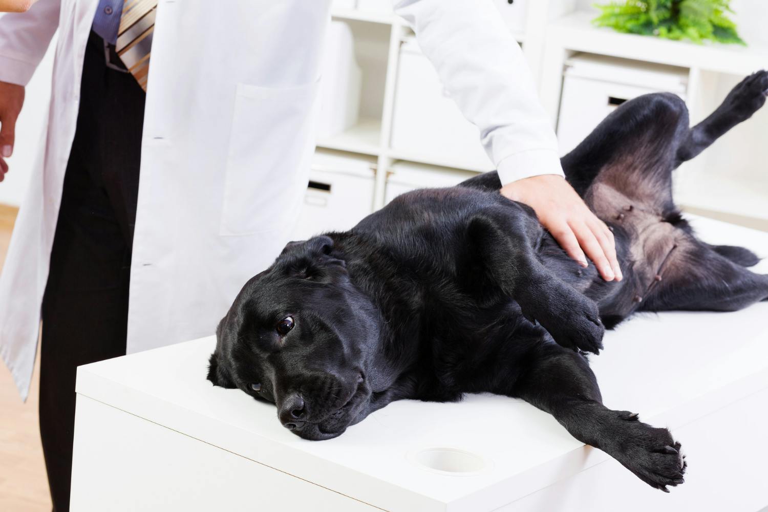 how do you prevent mastitis in dogs