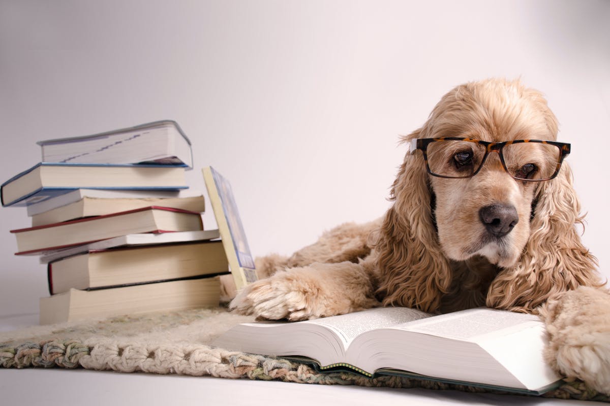 Dog with glasses reading a book