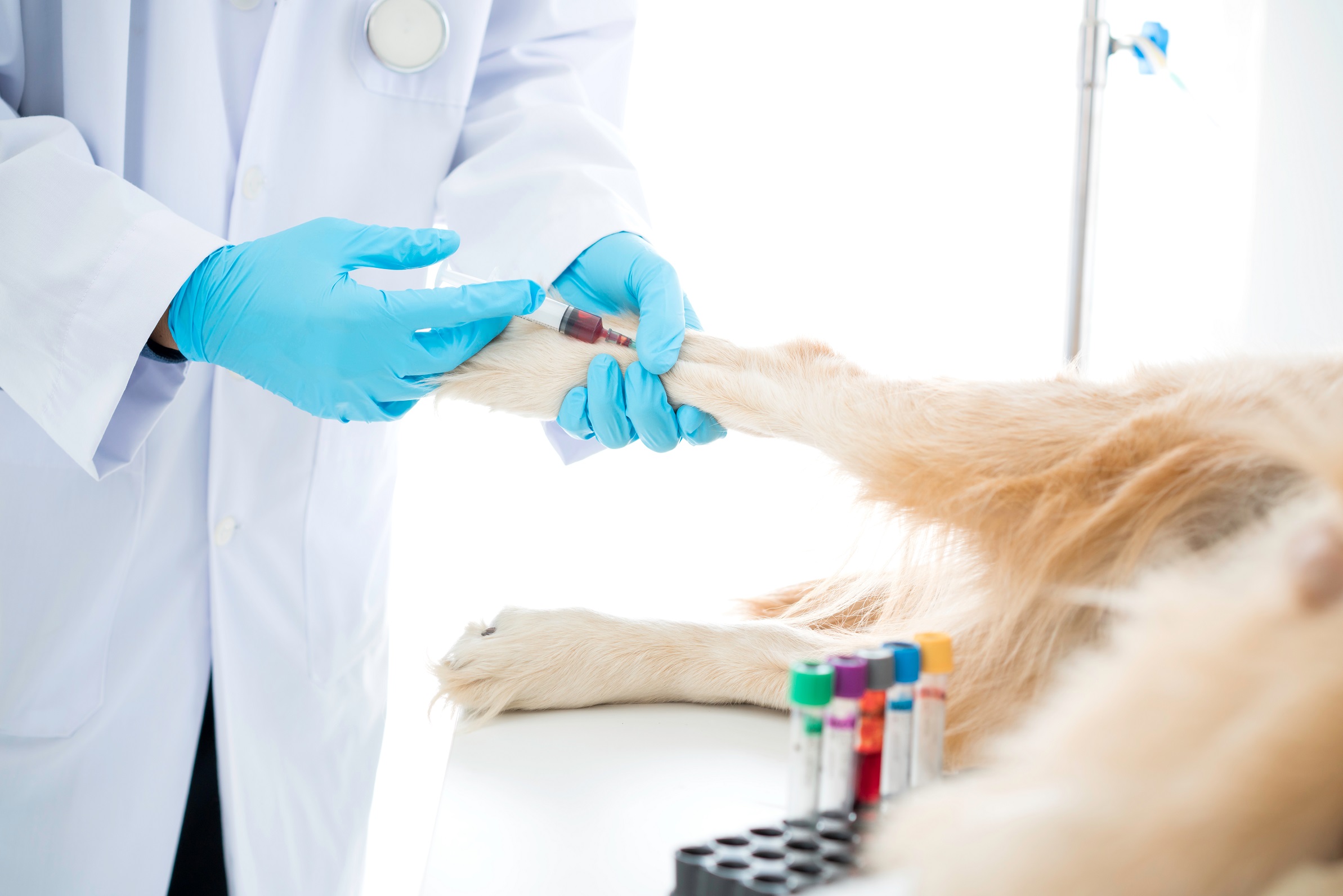 A veterinarian taking a blood sample from a dog