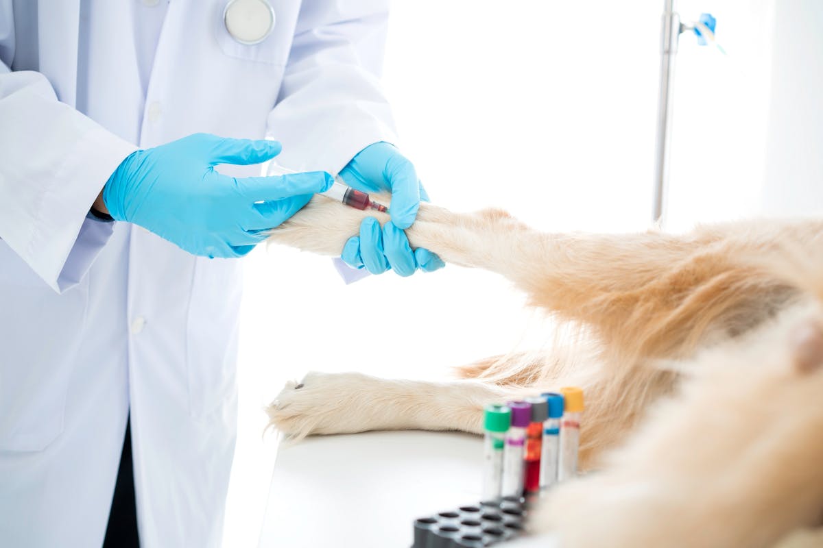 A veterinarian taking a blood sample from a dog