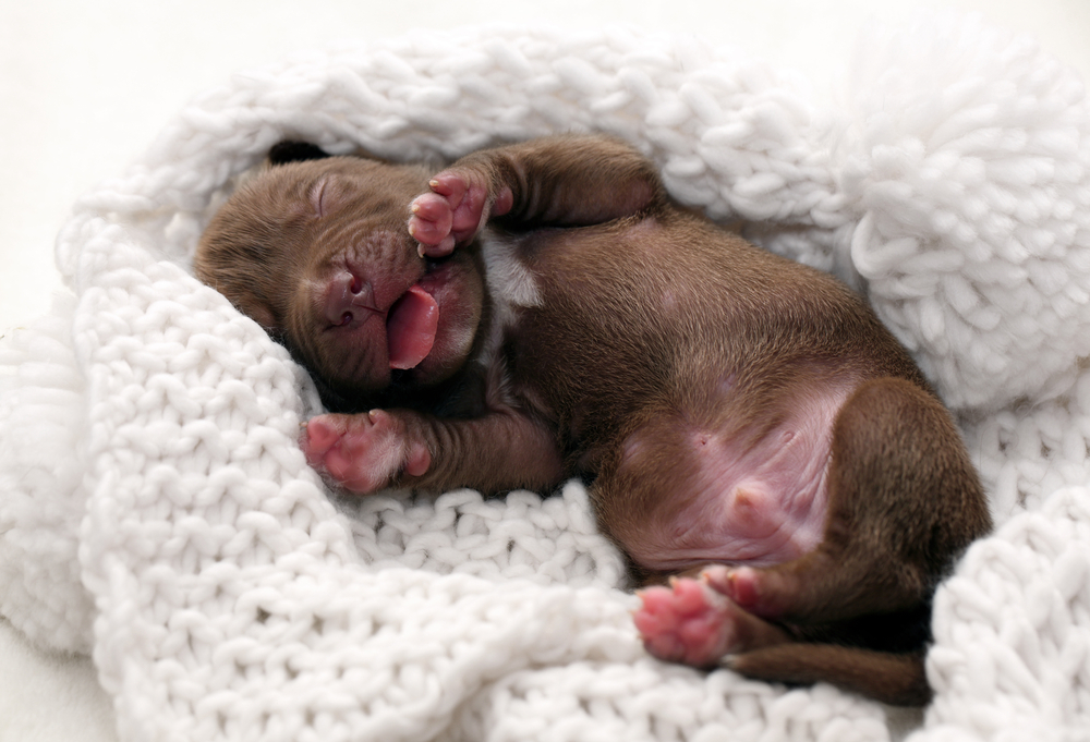 Newborn puppy