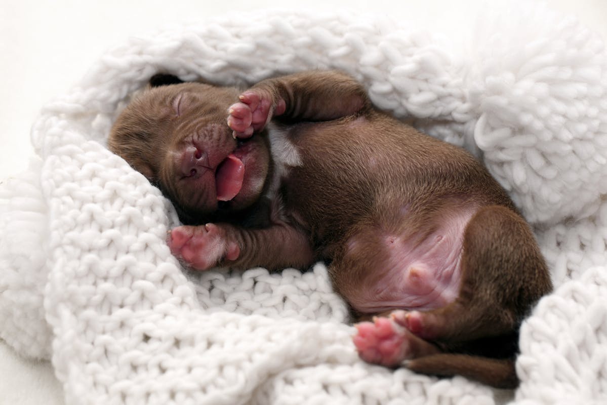 Newborn puppy