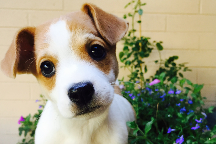 young pup with 'puppy eyes' looking ahead, standing in flowering shrub