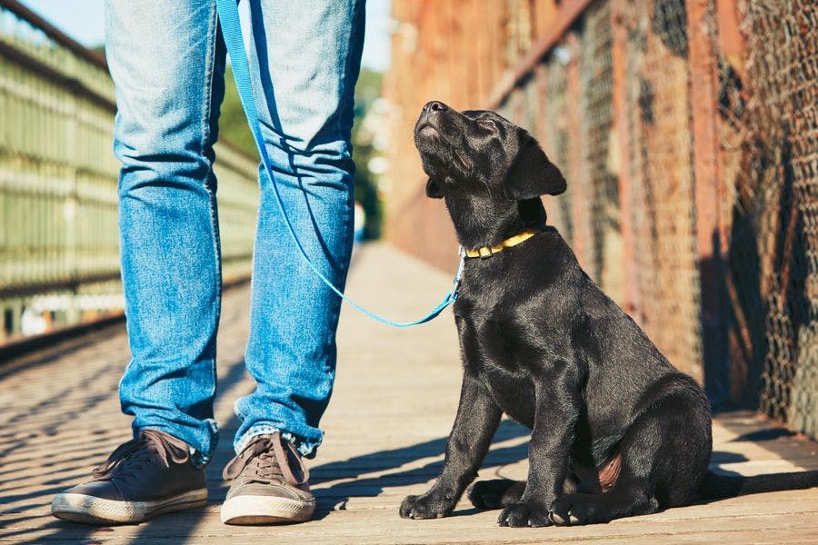 Puppy on leash, sitting while looking up at person