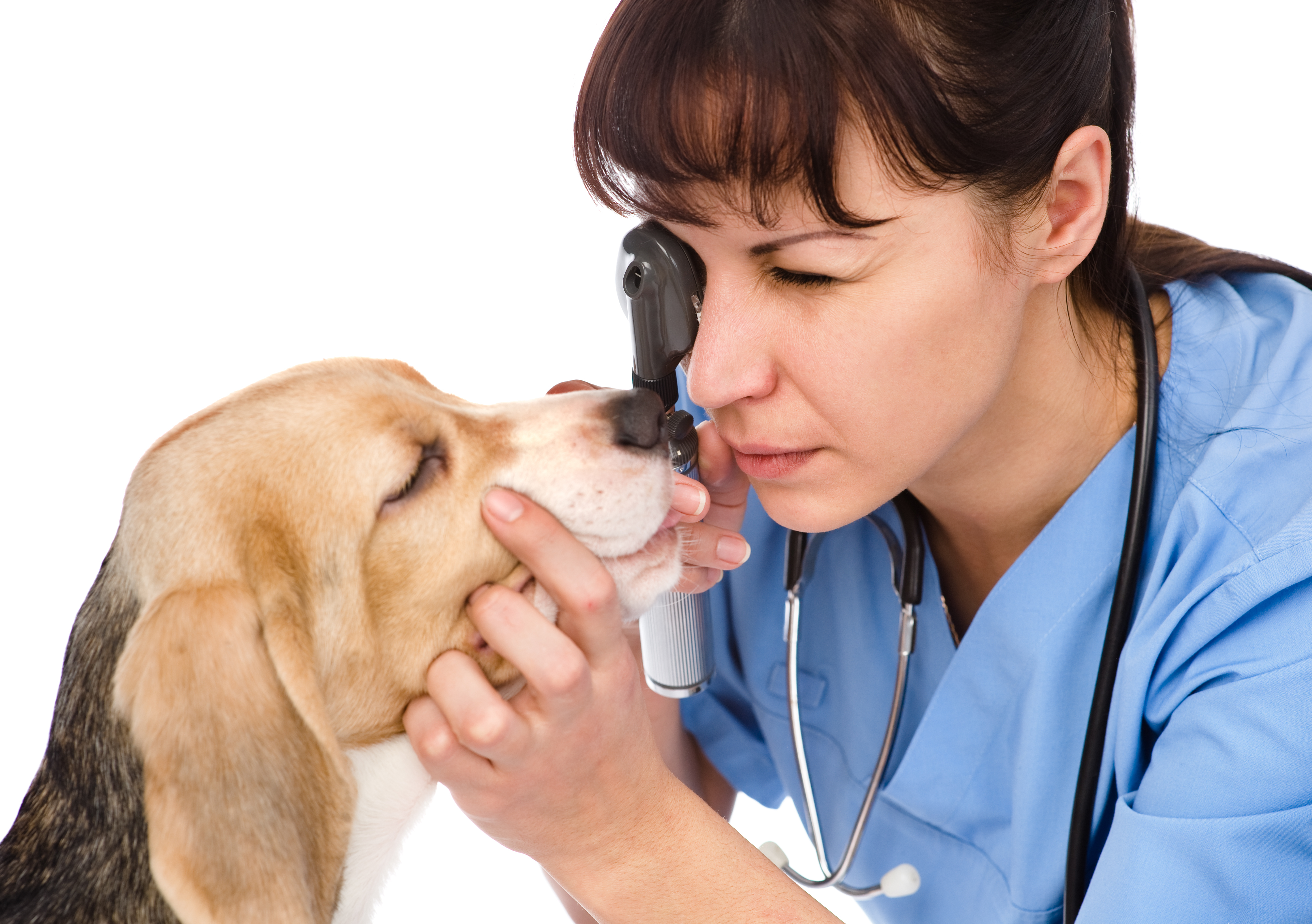 A veterinarian performs an eye exam on a dog.