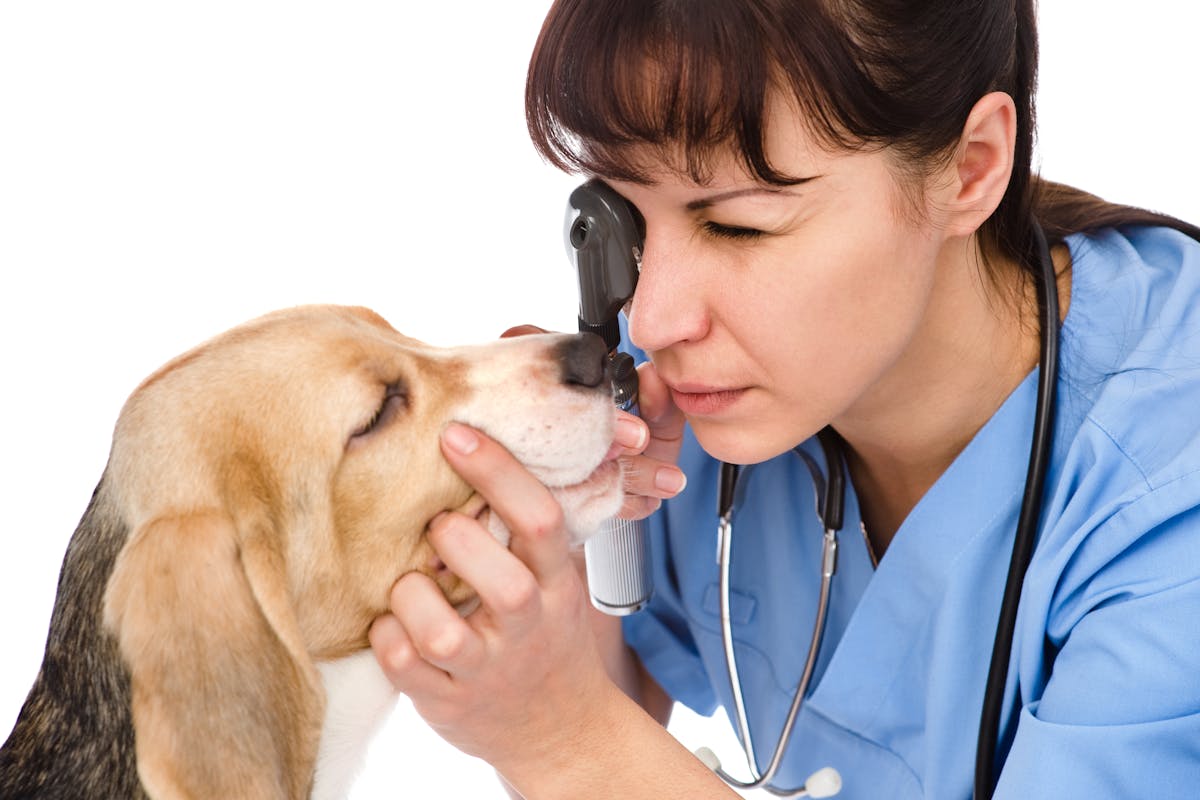 A veterinarian performs an eye exam on a dog.