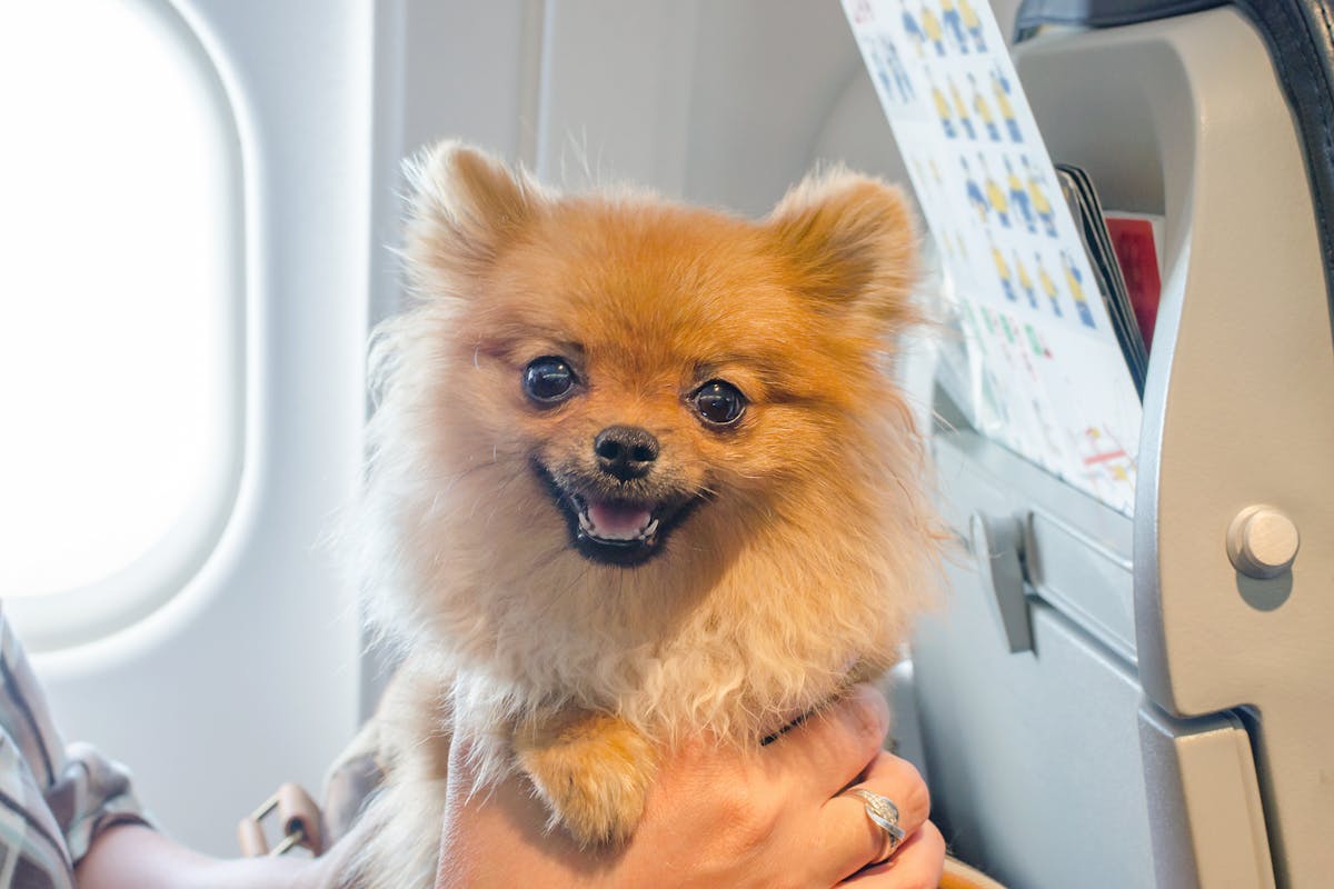 small dog pomaranian spitz in a travel bag on board airplane