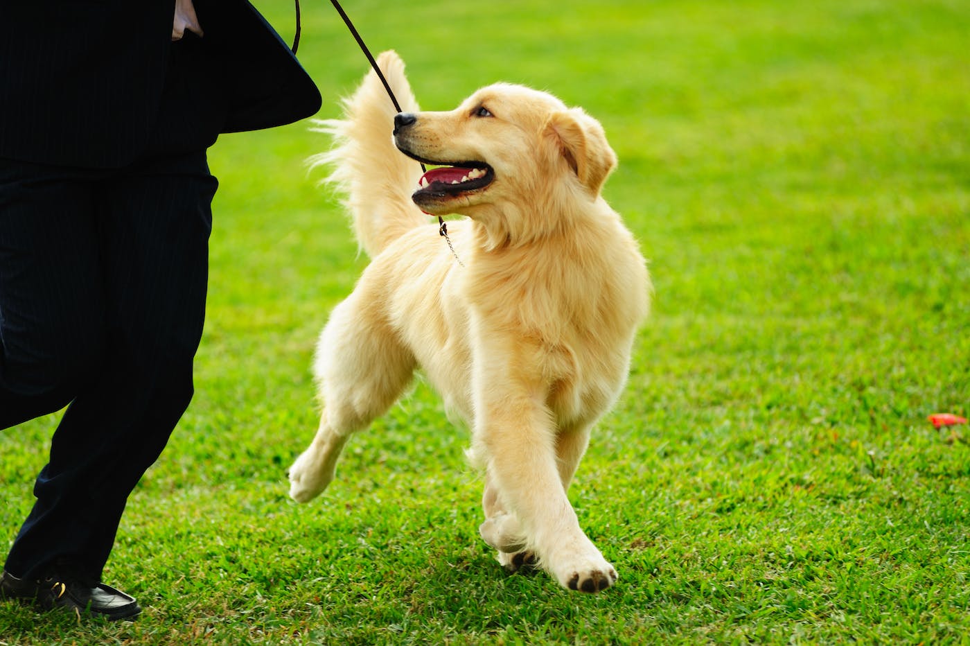 golden retriever on leash running in a field with owner