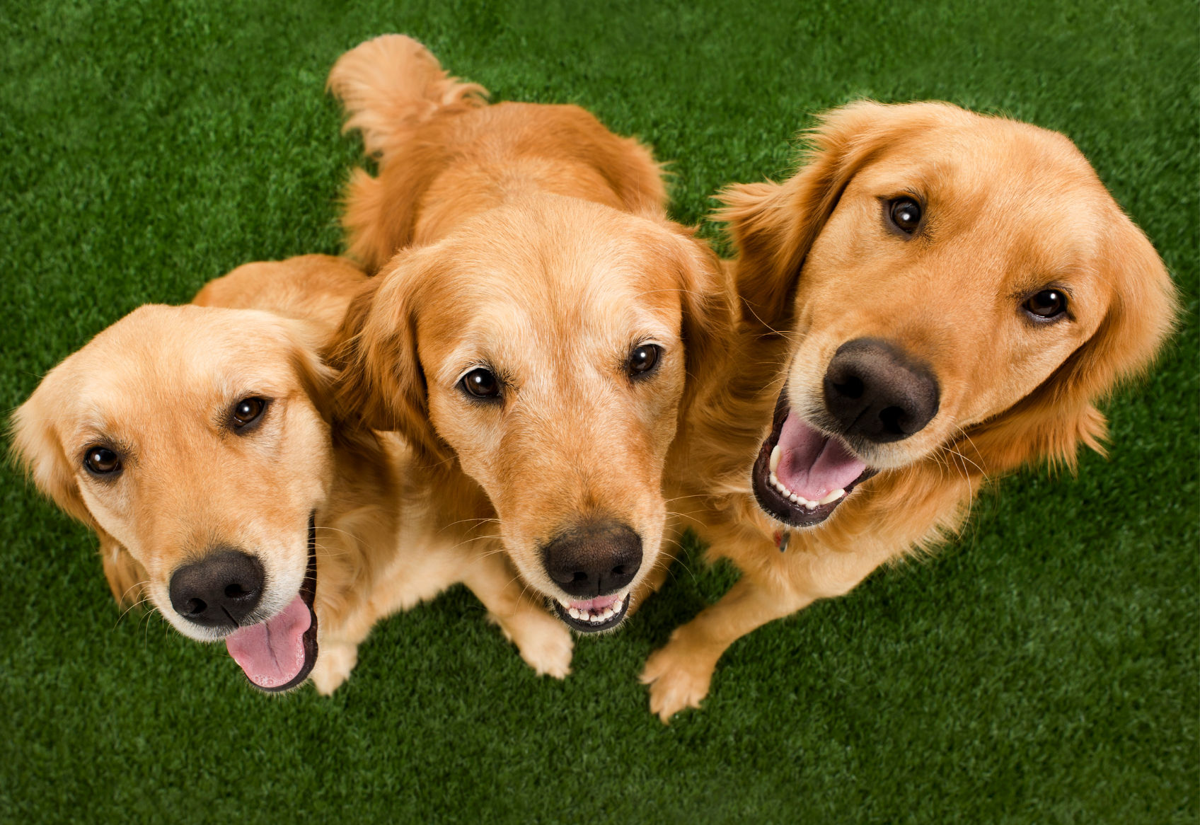 Three golden retrievers