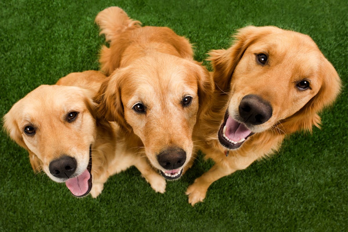 Three golden retrievers