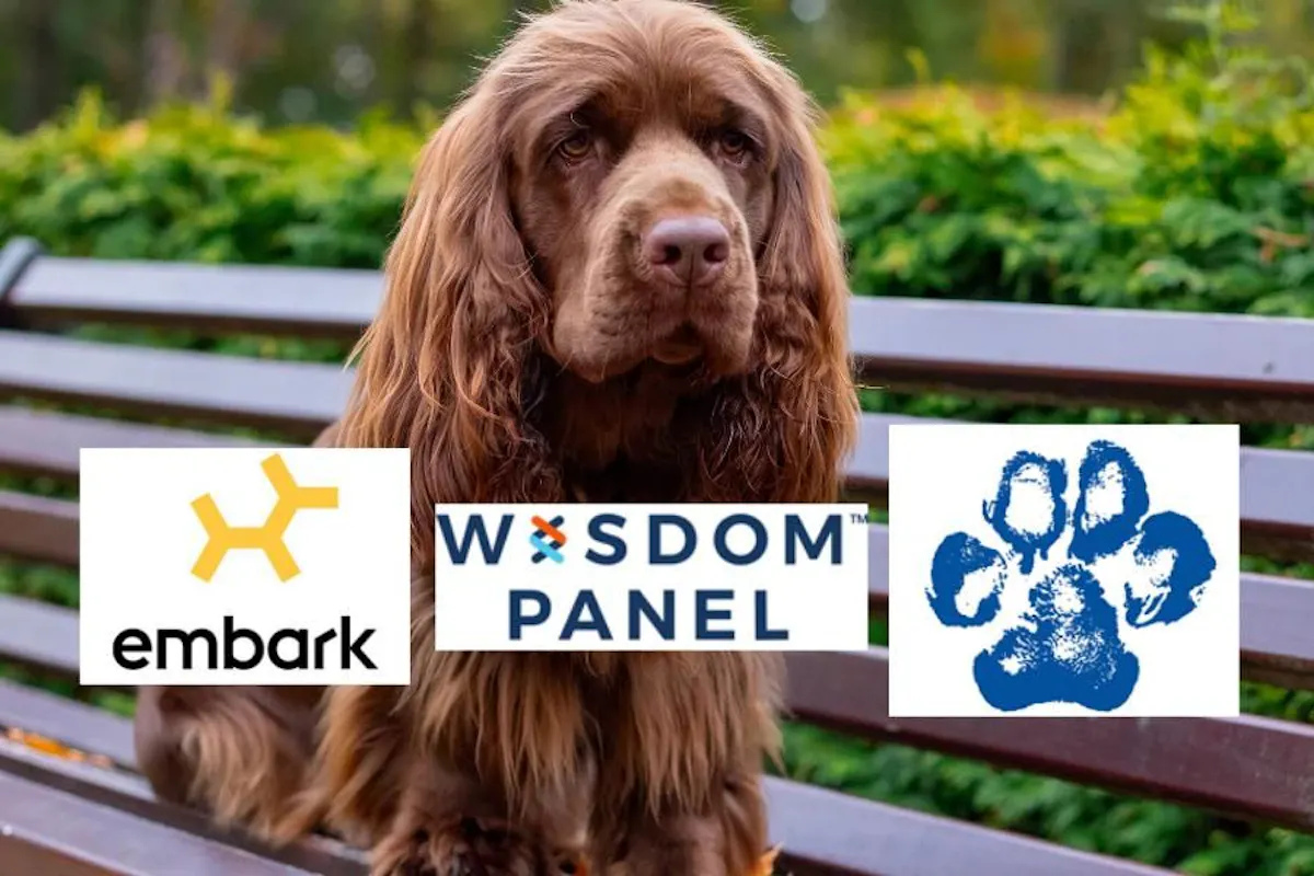 dog sitting on bench with embark logo, wisdom panel logo, and paw print genetics logo