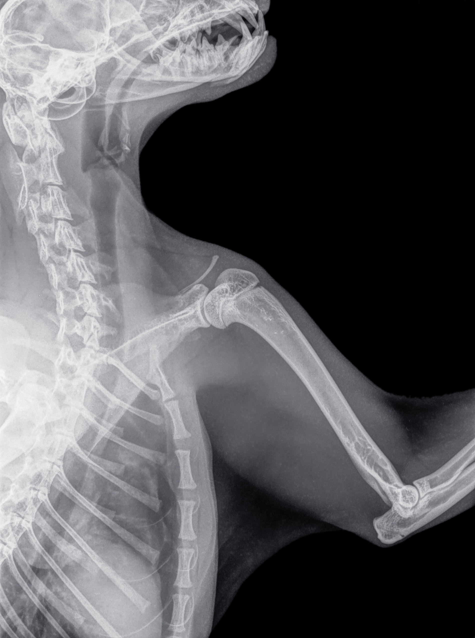 An x-ray of a dog's shoulder 