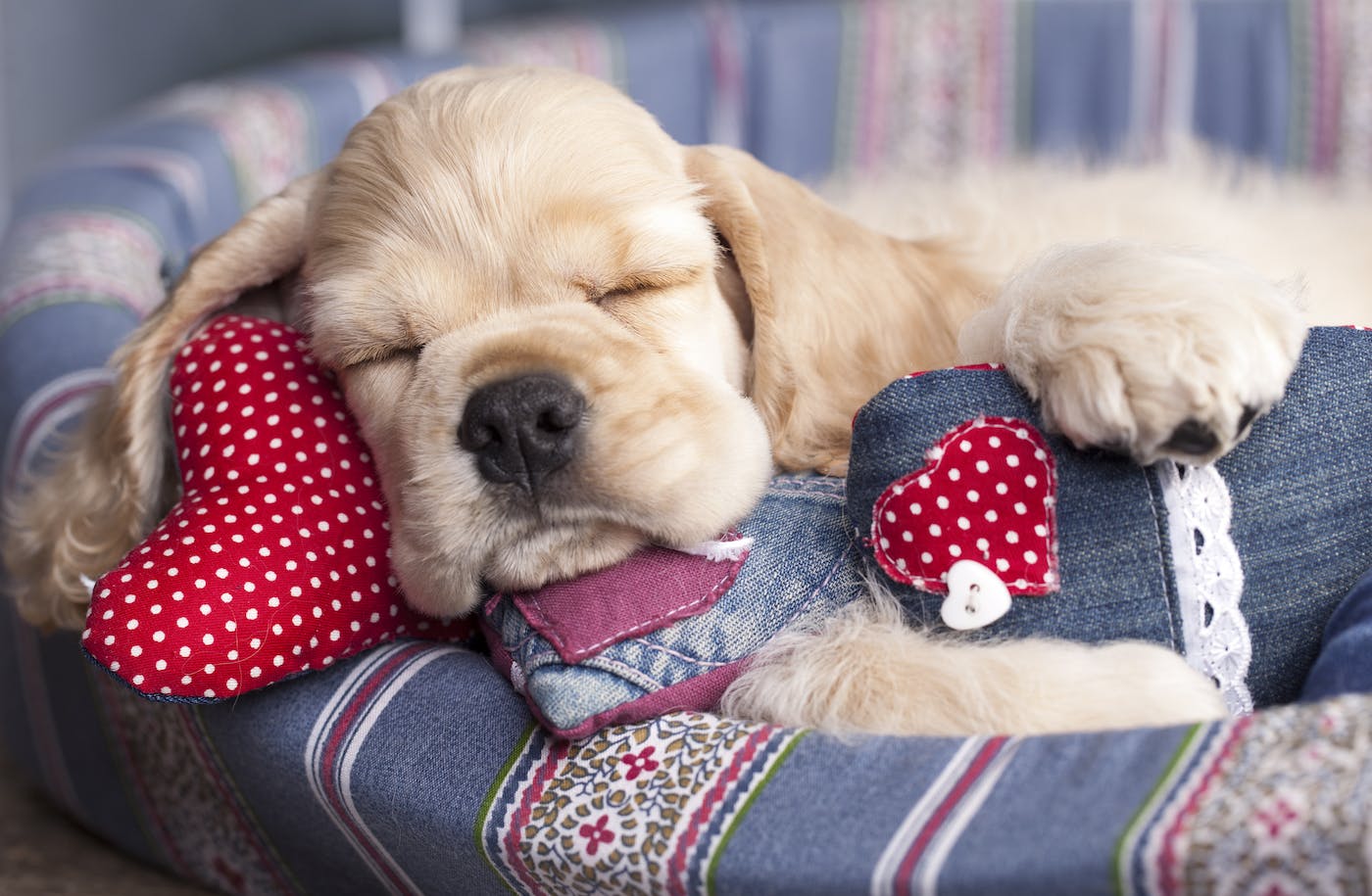 sleeping puppy in a dog bed