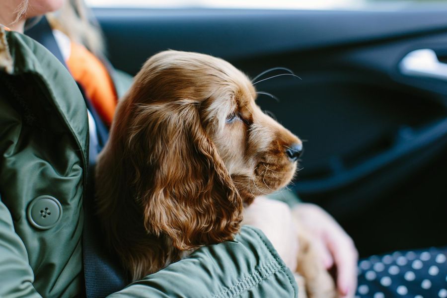 person wrapping arms around a dog in a car