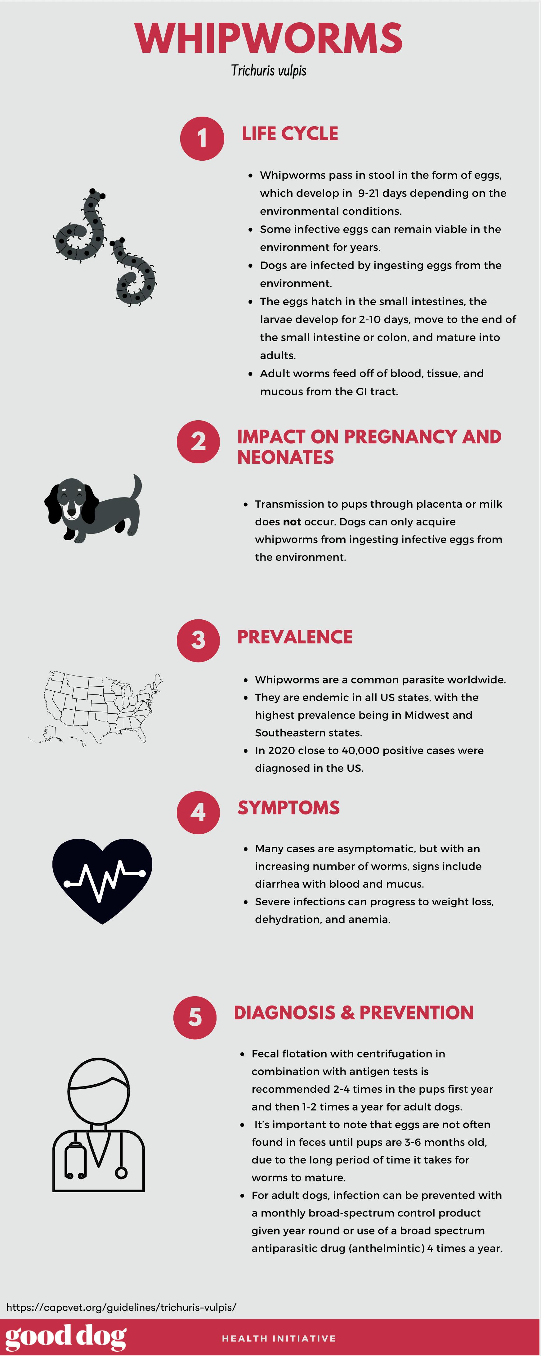 Whipworms infographic