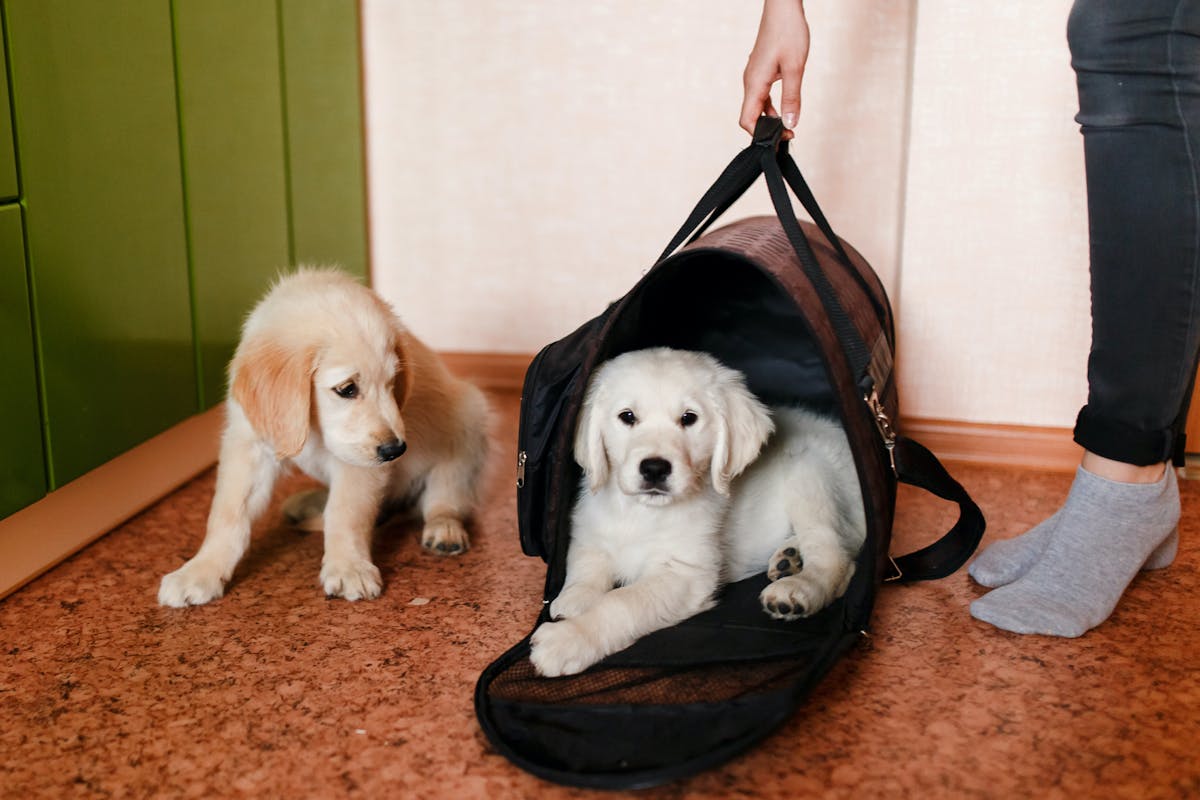 Labrador Retriever puppy in a transporter bag