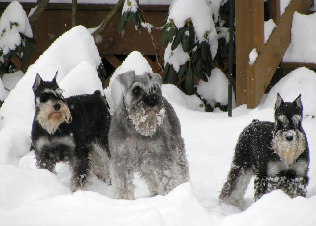 Three Miniature Schnauzers standing in the snow