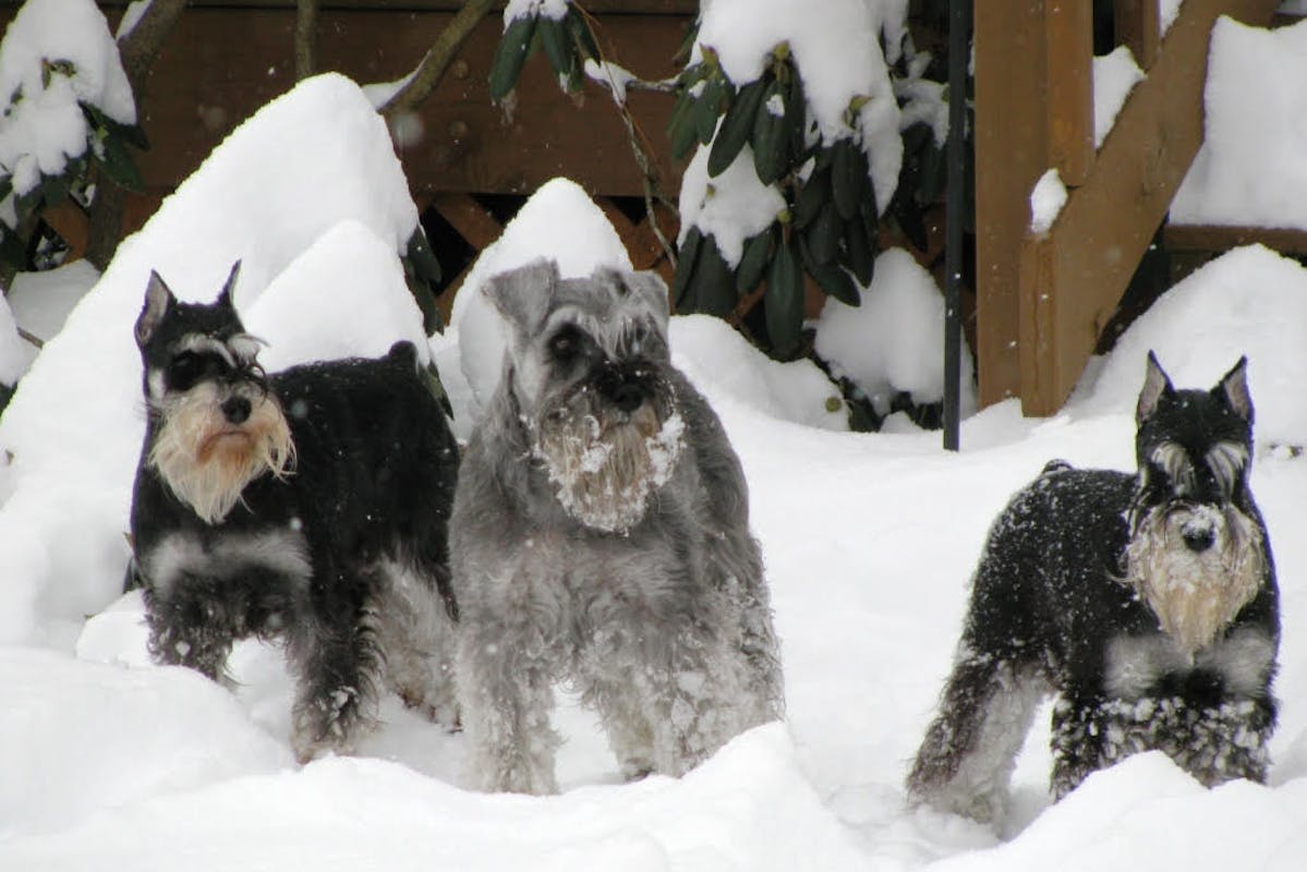 Three Miniature Schnauzers standing in the snow