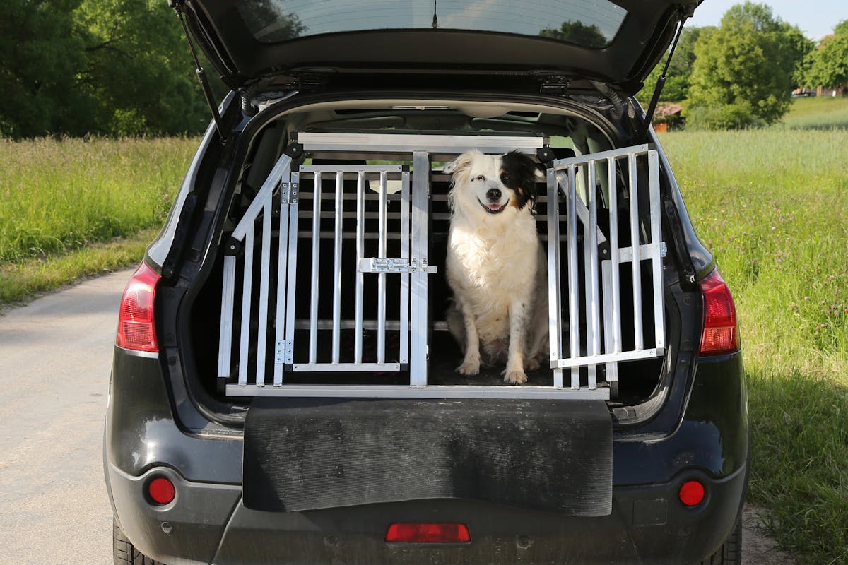 Dog in crate enclosure in the back of a car with hinged-door