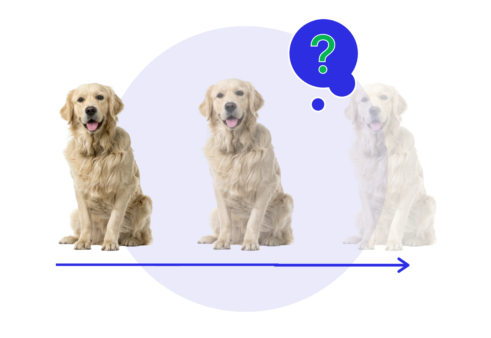 A Golden Retriever with a question mark thought bubble