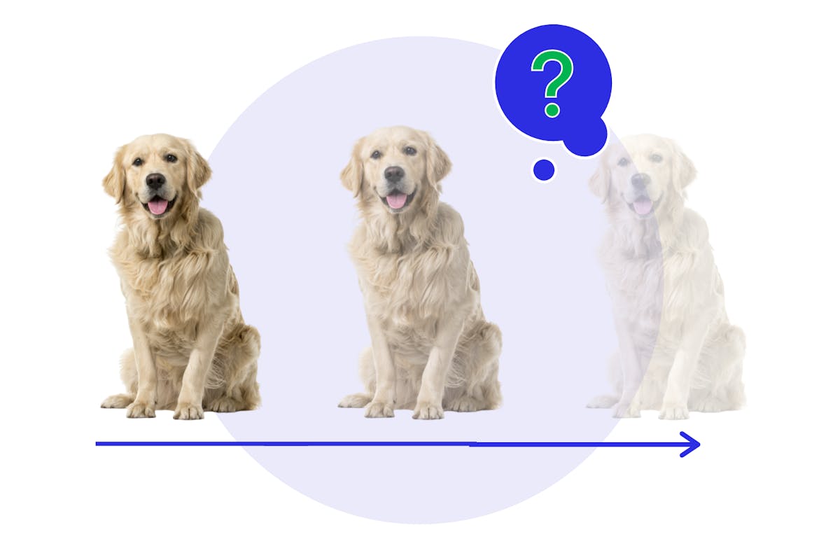 A Golden Retriever with a question mark thought bubble