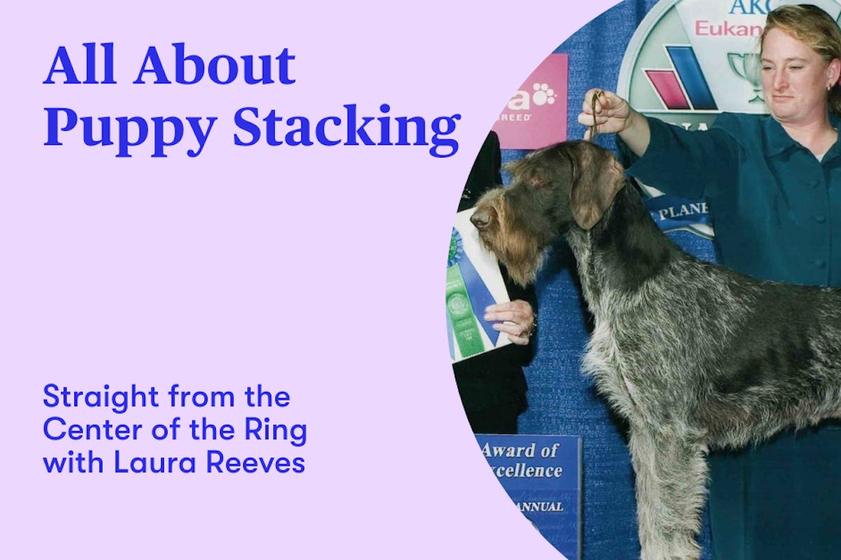 All about puppy stacking promo