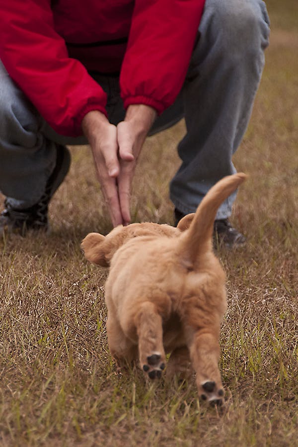 Puppy running to his owner's call in a field