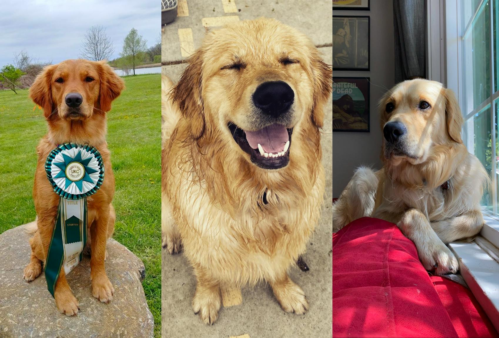 Three golden retrievers: one with a ribbon, one grinning, and one lying around.