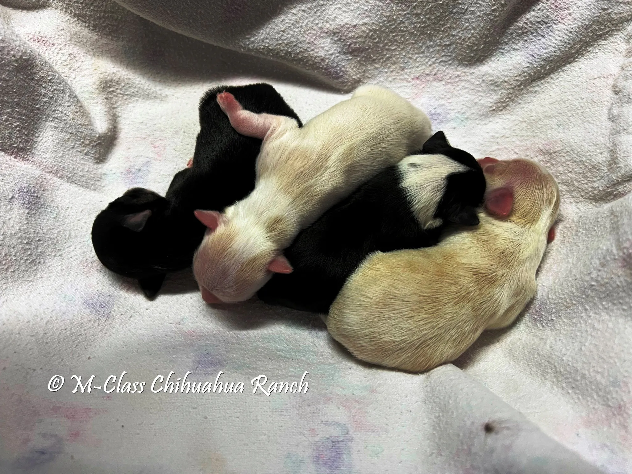 Four Chihuahua puppies
