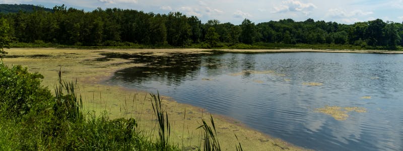 What Causes Algae in Lakes?