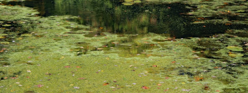 Preventing Algae in Lakes