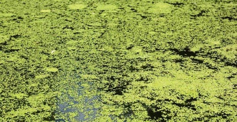 How to successfully eliminate duckweed from your lake or pond