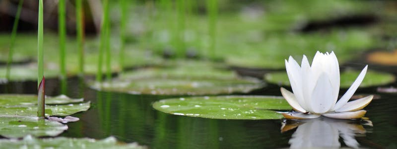 Are Lily Pads Good for Ponds?