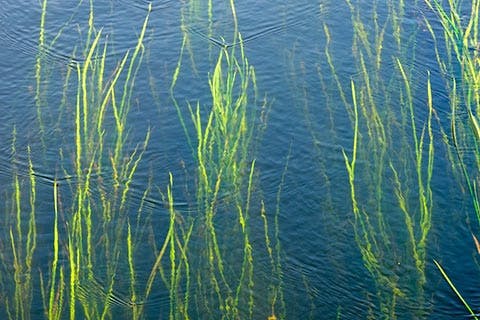 How to get rid of weeds in the lake 