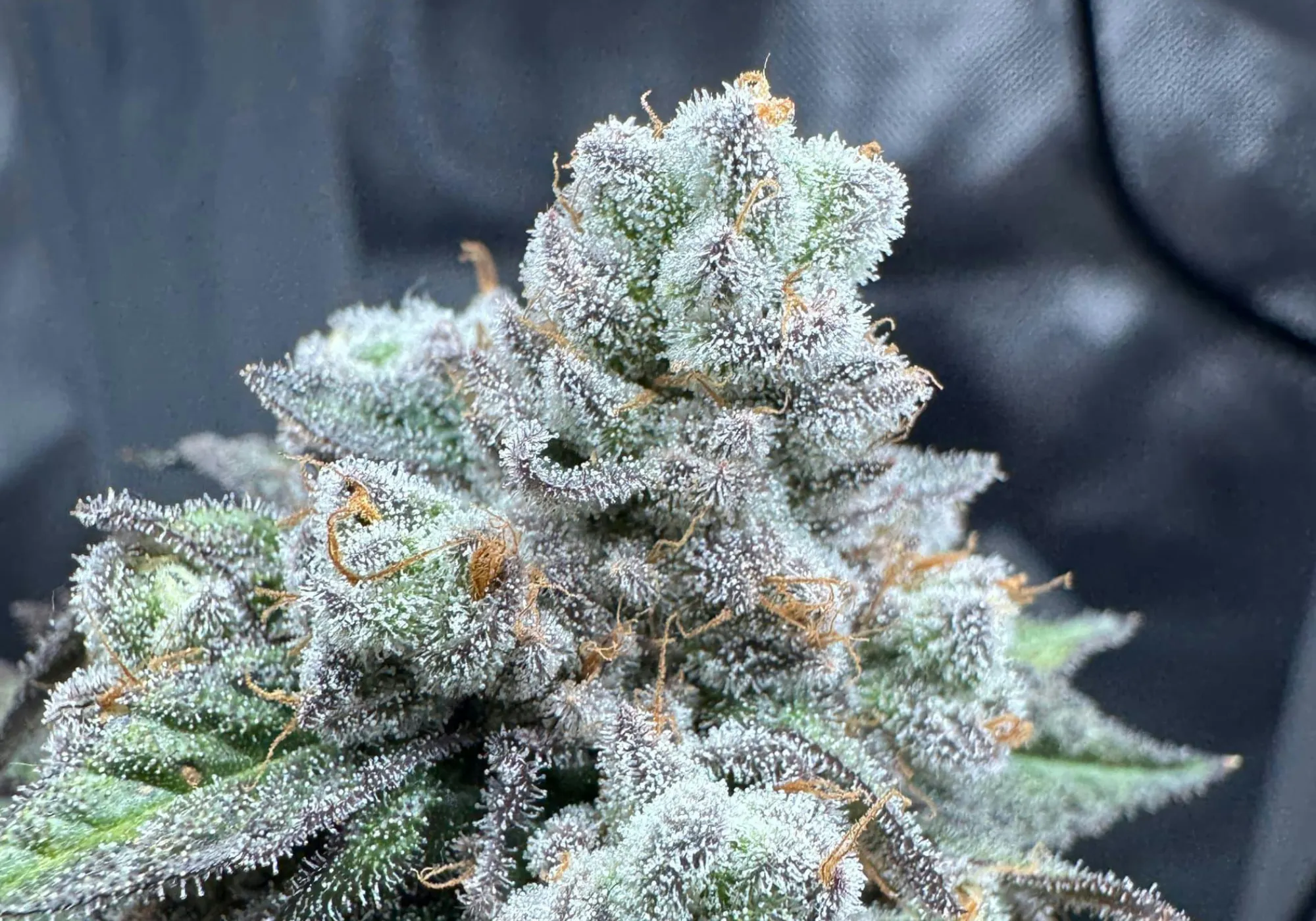 Wake N Vape Cannabis Cartridges & Disposable Vapes | Goodies Dispensary Wake N Vape Cannabis Cartridges & Disposable Vapes | Goodies Dispensary