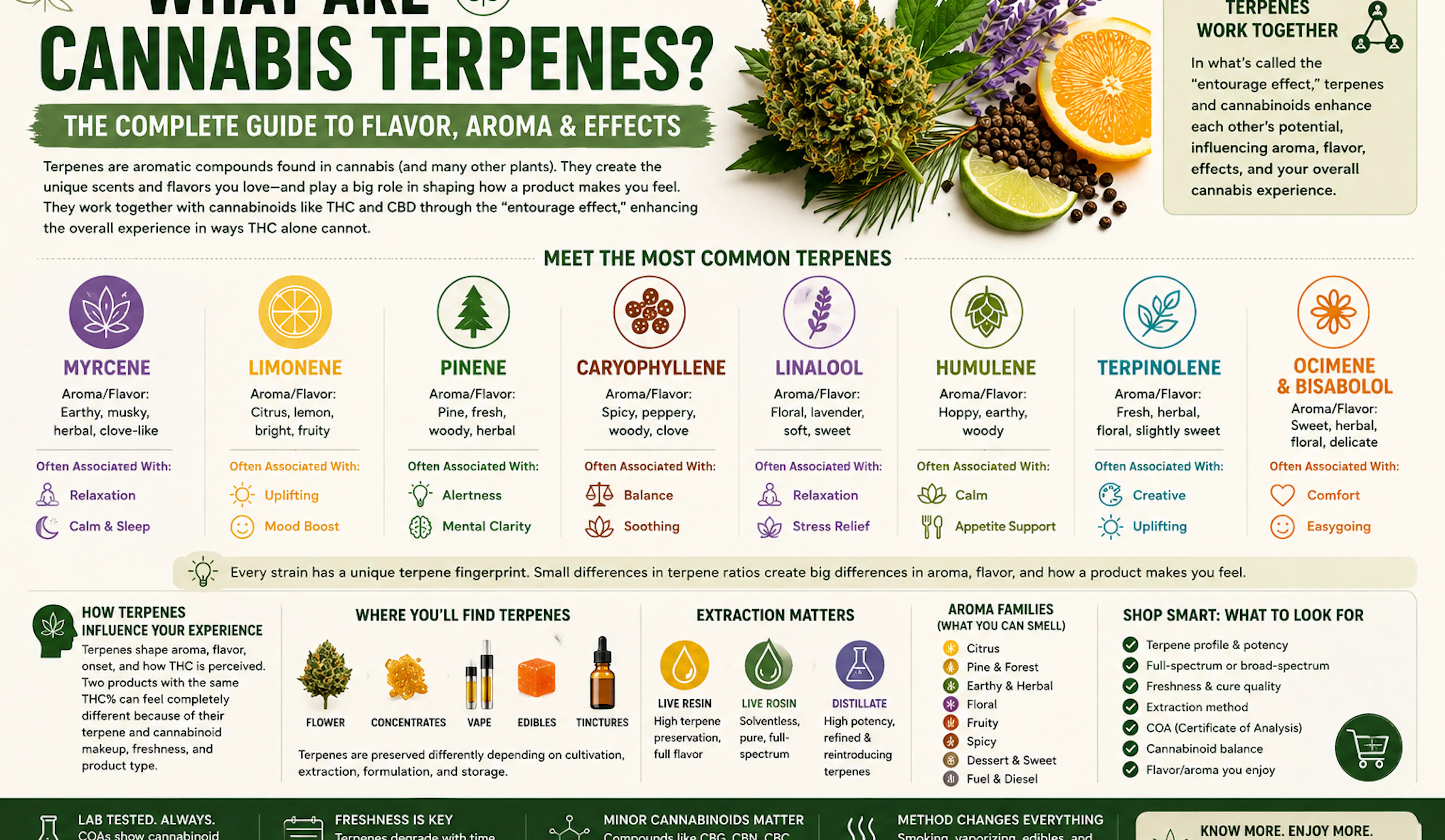 Cannabis Terpenes Guide: Flavor, Aroma & THC Effects Explained