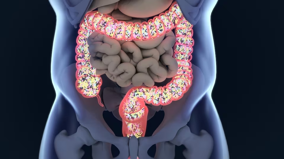 Microbiote intestinal et système immunitaire : des liens insoupçonnés