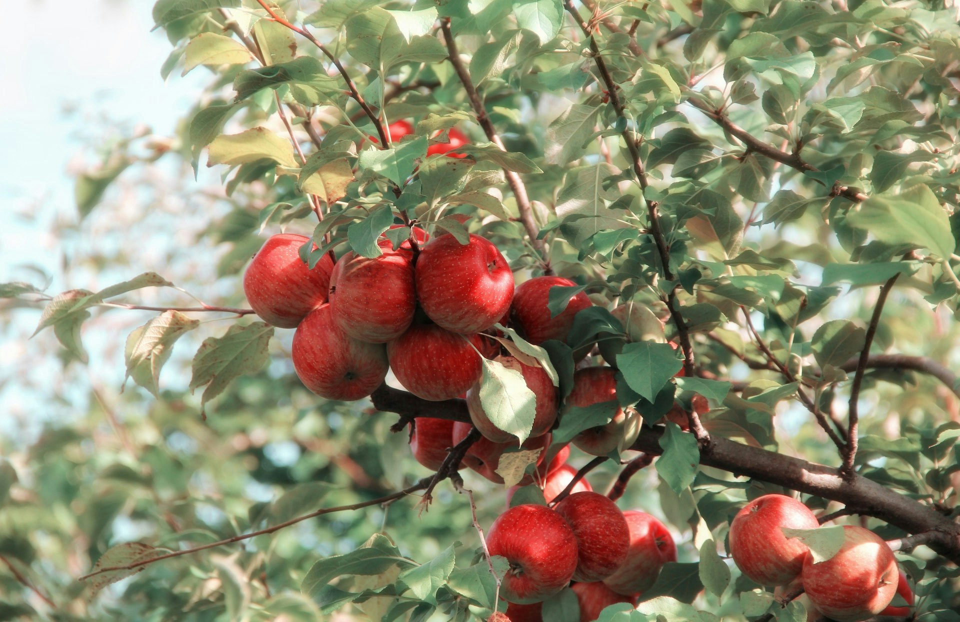 Does Apple Juice have potassium?