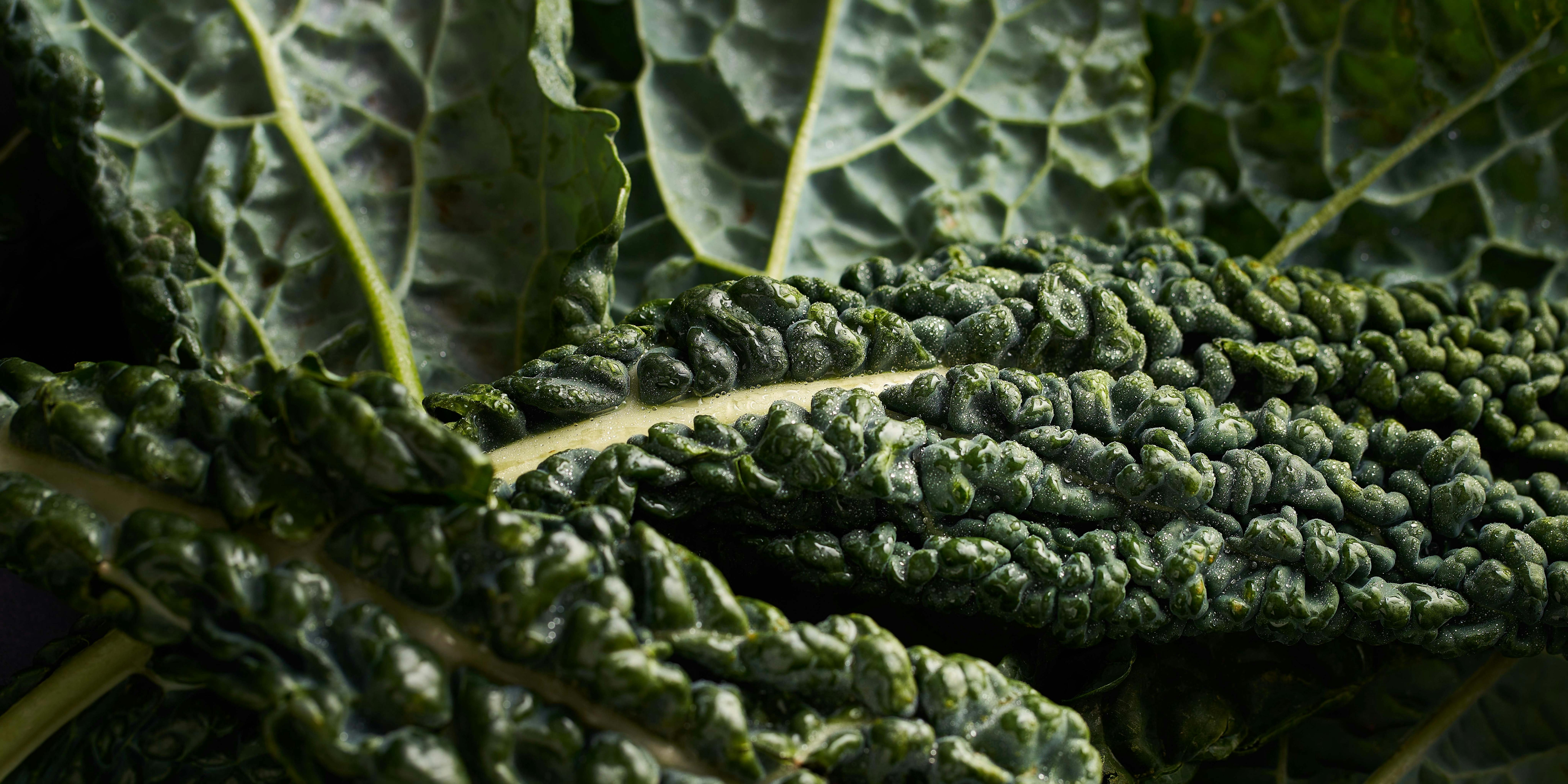 Kale leaves with dark background