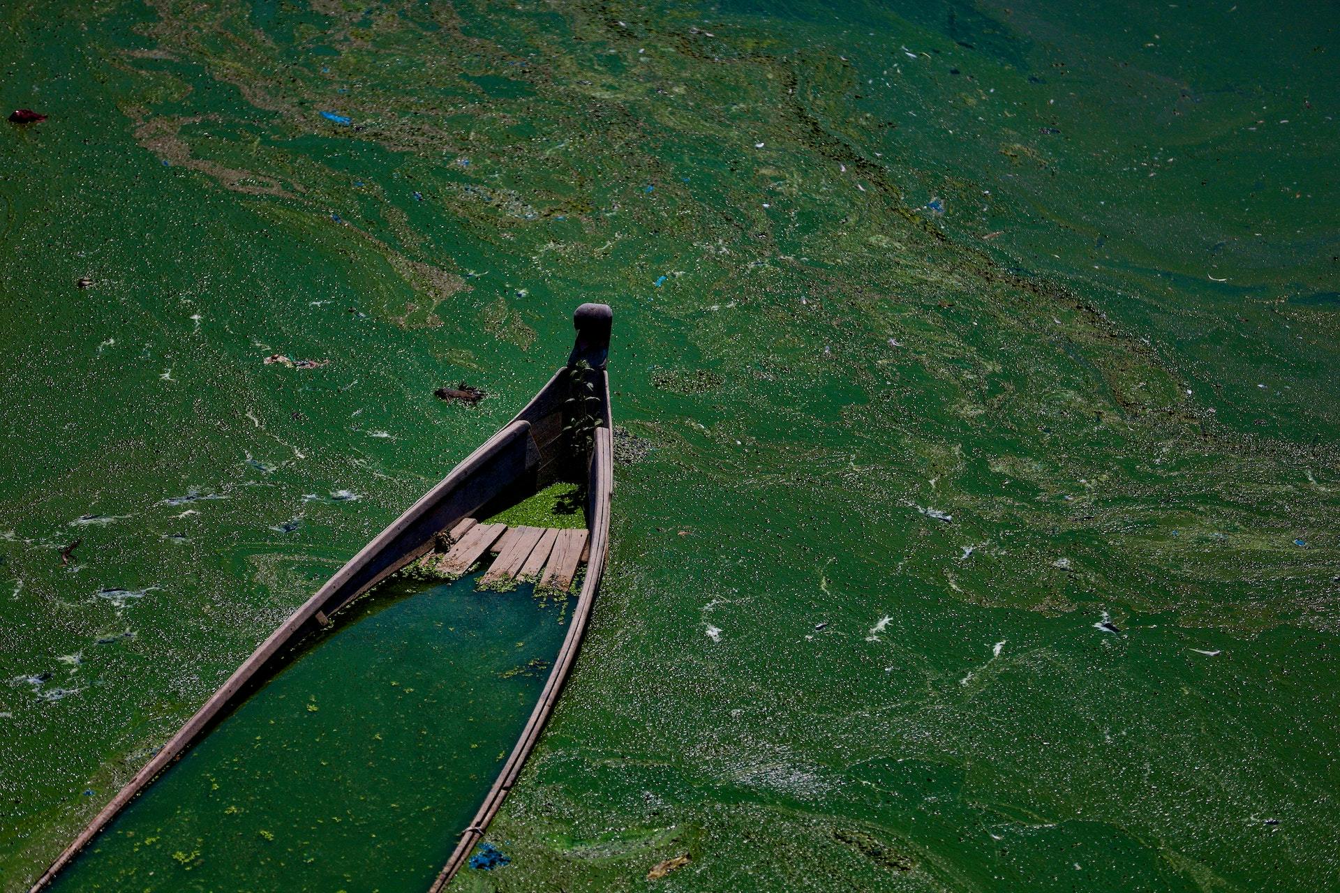 When is the Best Time to Take Spirulina?