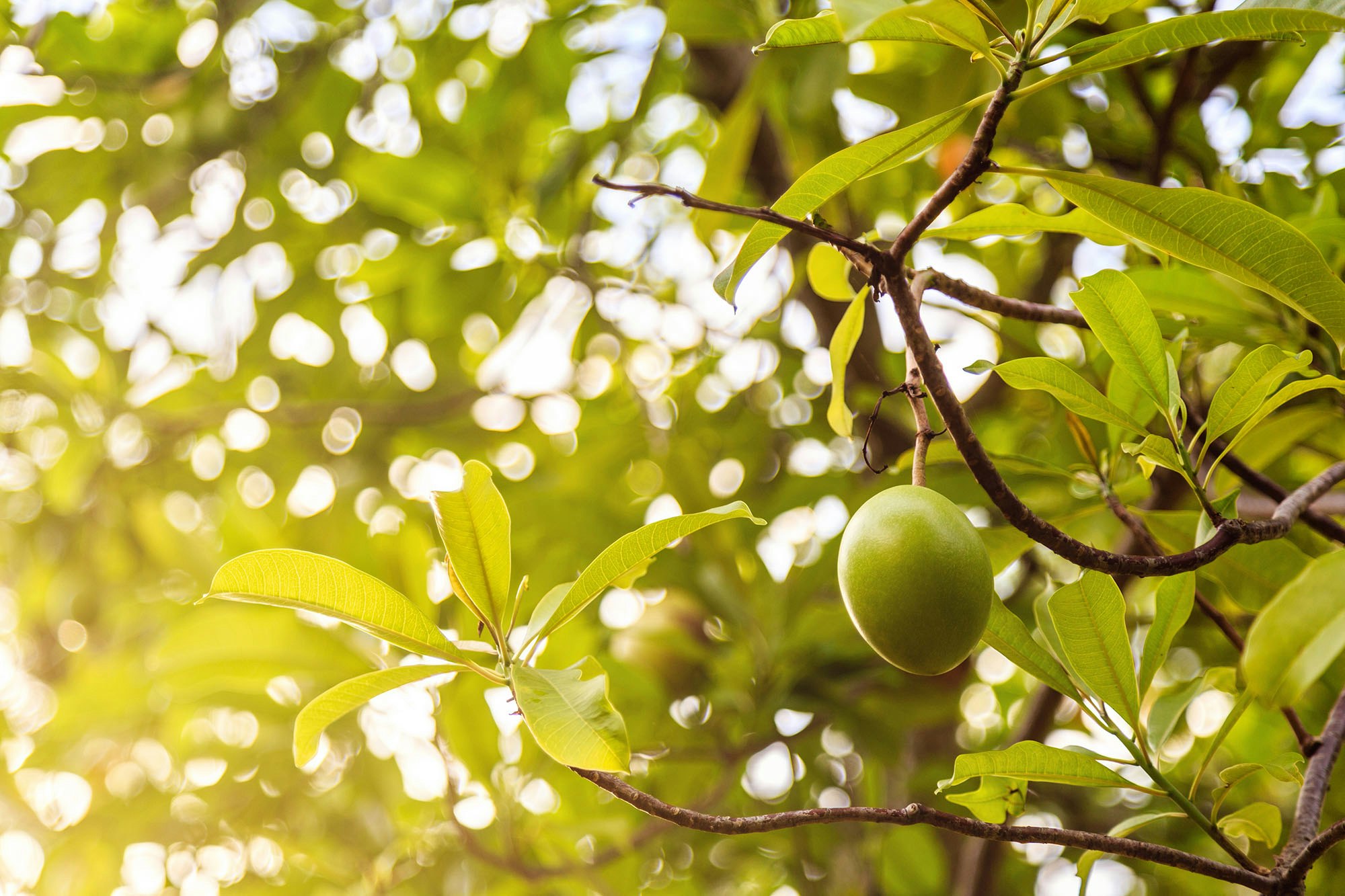 passion fruit farm