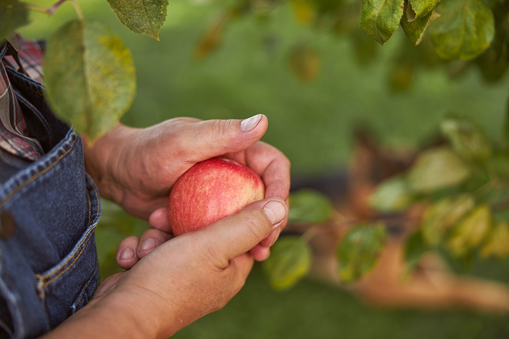 man holding apple in an apple orchard