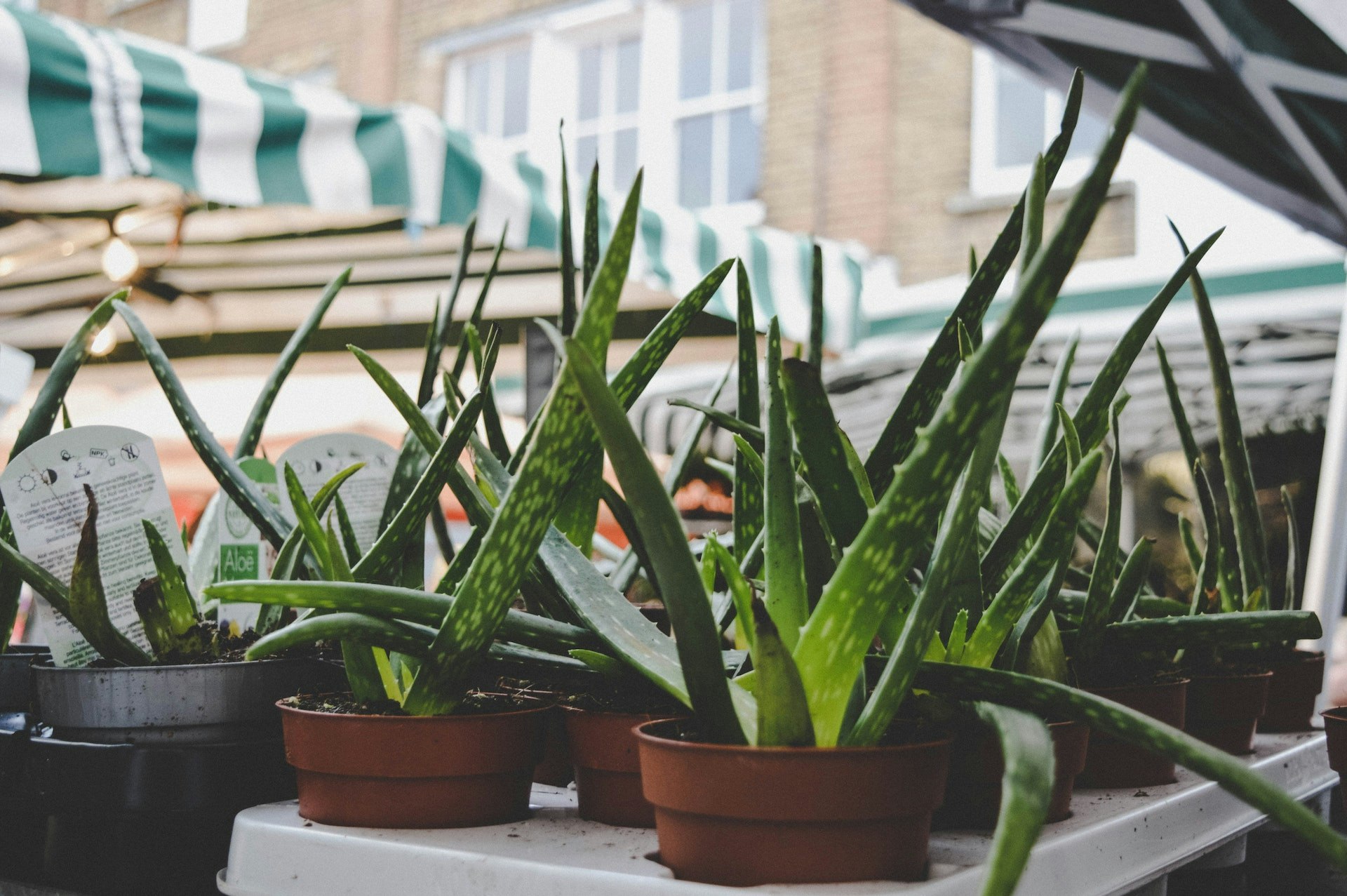 Top 10 Benefits of Drinking Aloe Vera Juice