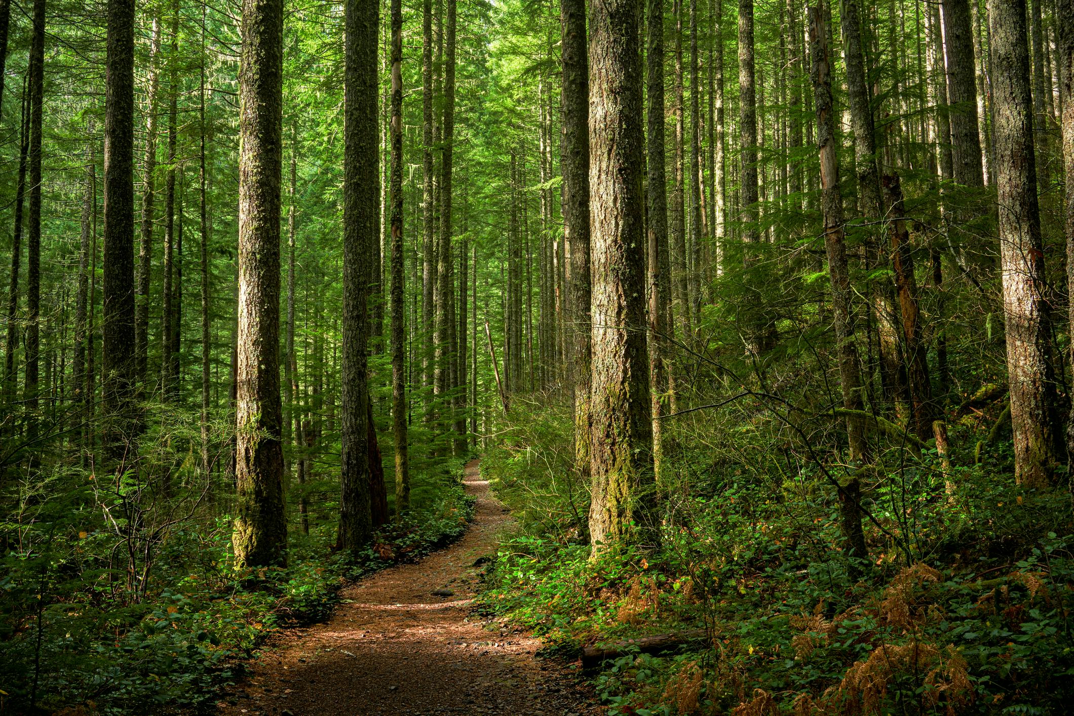 a forest with tres and a path