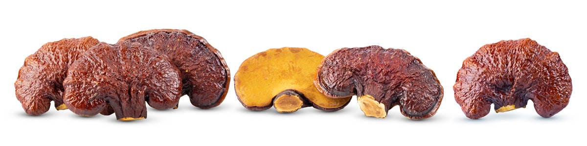 reishi