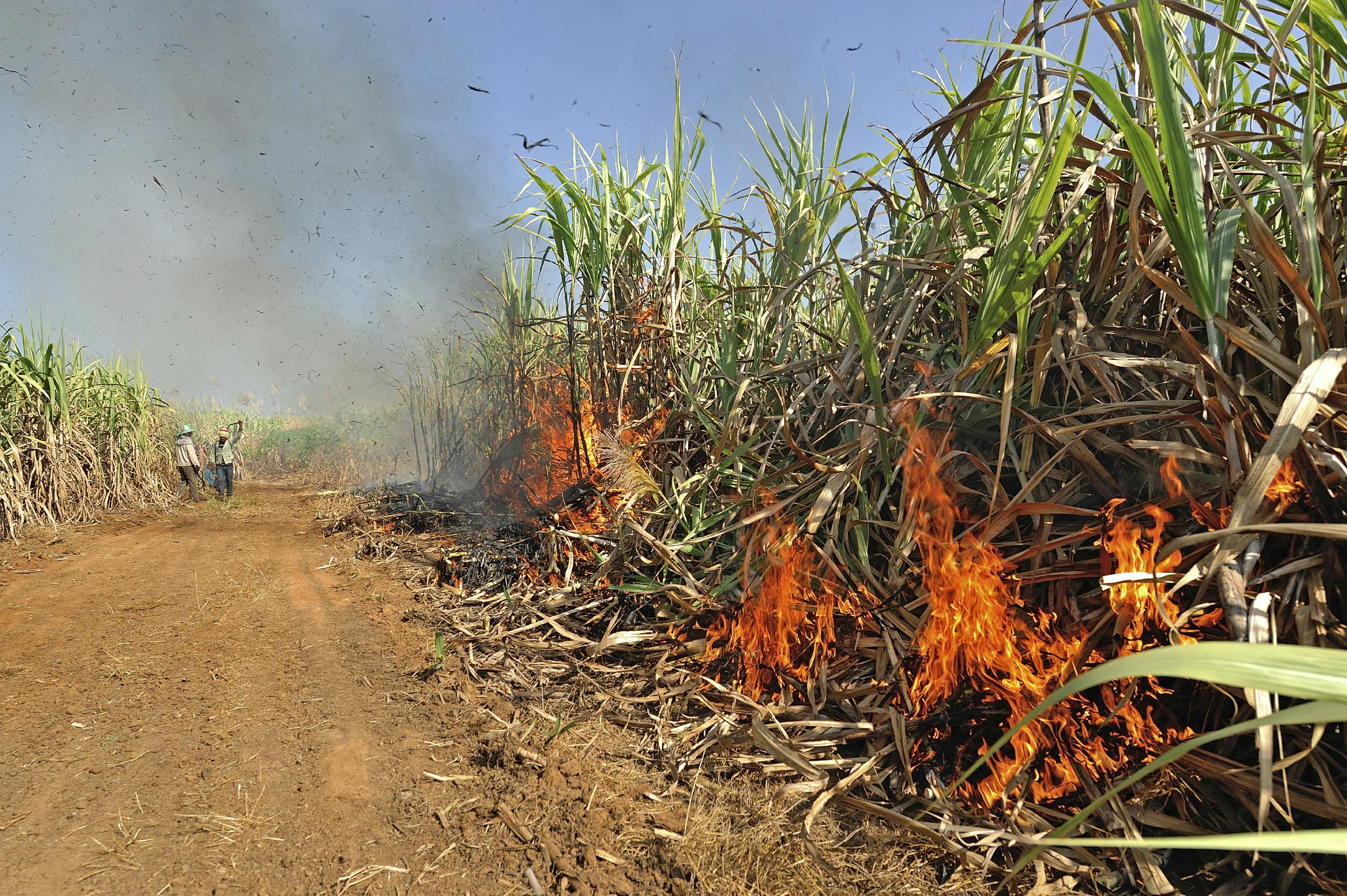 Sugarcane