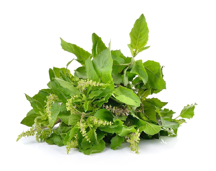 Holy Basil Benefits Uses and Recipes