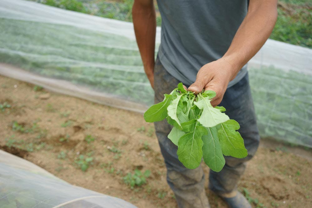 nagano-japan-organic-farm-juice-01944