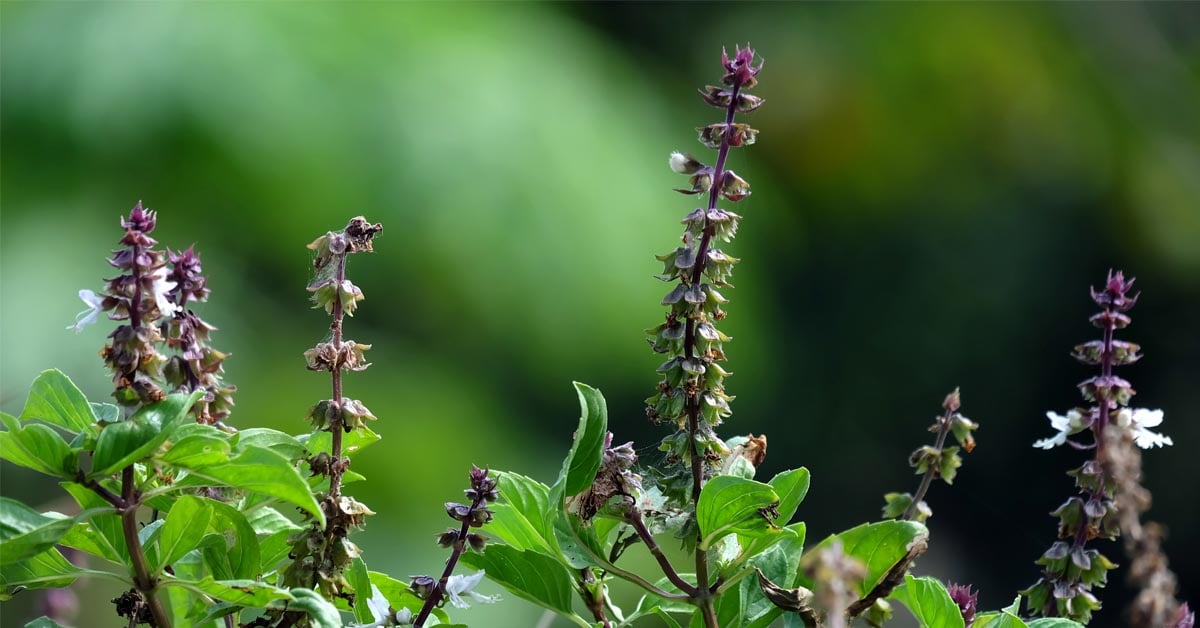 Holy Basil Benefits Uses and Recipes