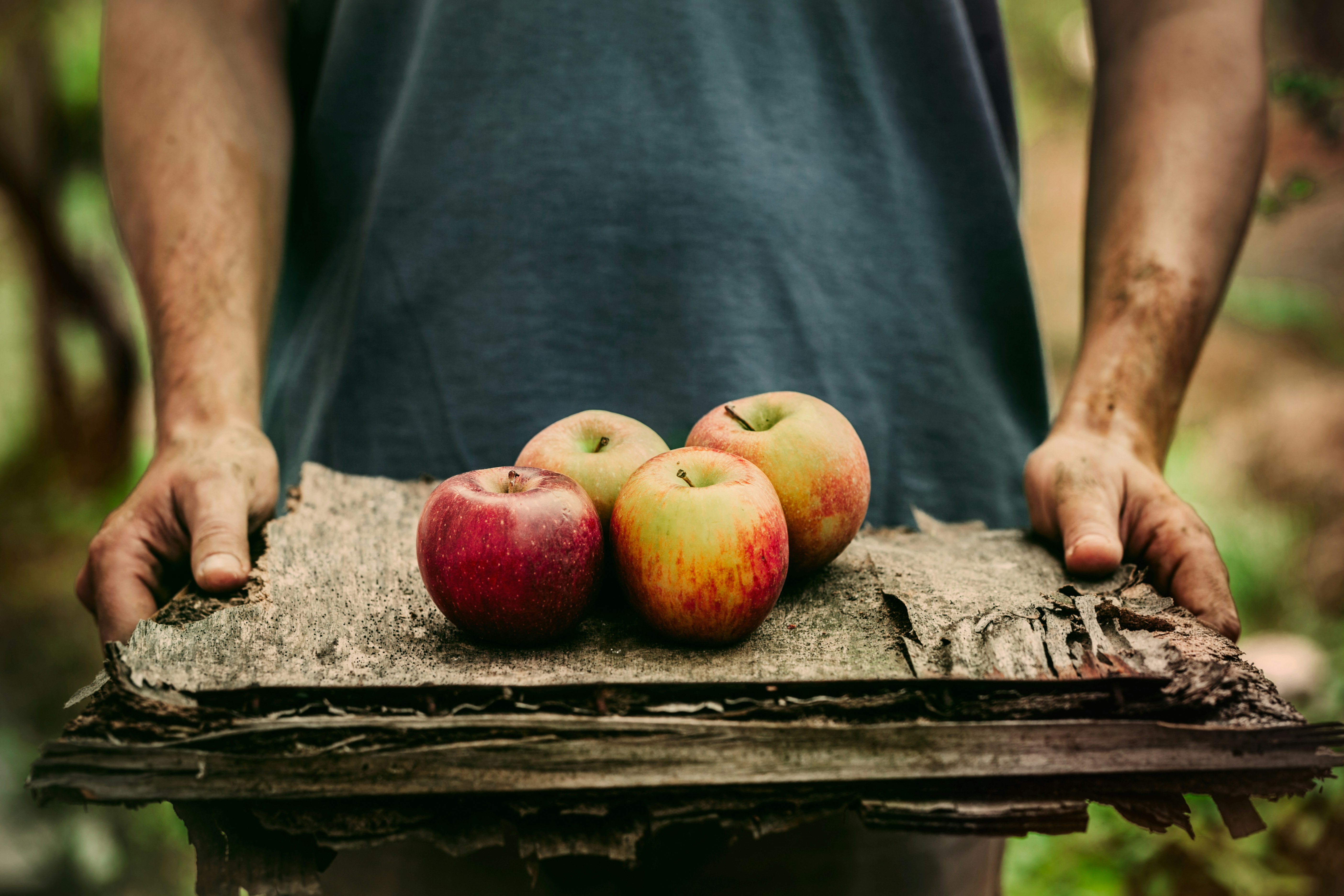 man holding apples on a wooden board in an apple orchard